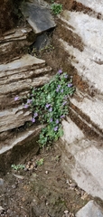 Campanula pallida