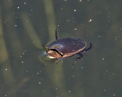 Dytiscus