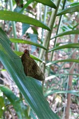 Erionota acroleuca apicalis