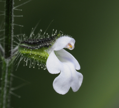 Salvia podadena