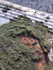 Penicillium