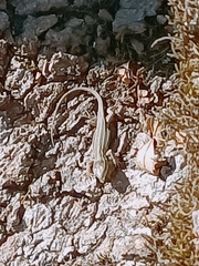 Lacerta diplochondrodes cariensis