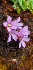 Gentianaceae