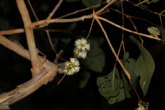Eucalyptus platyphylla