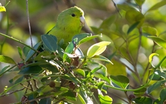 Forpus xanthopterygius