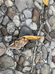 Habrosyne pyritoides