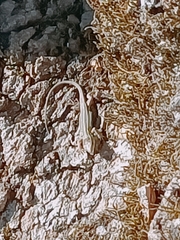 Lacerta diplochondrodes cariensis