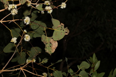 Eucalyptus platyphylla