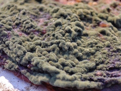 Penicillium