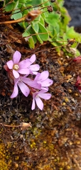 Gentianaceae