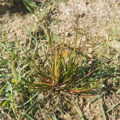 Juncus prismatocarpus