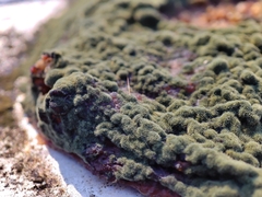 Penicillium