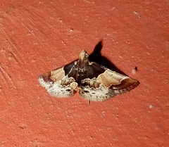 Pyralis pictalis
