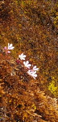 Gentianaceae
