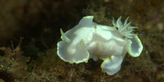 Glossodoris buko