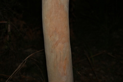 Eucalyptus platyphylla