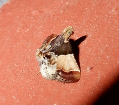 Pyralis pictalis
