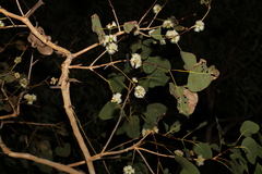 Eucalyptus platyphylla