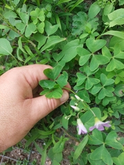 Oxalis latifolia