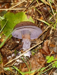 Cortinarius violaceus