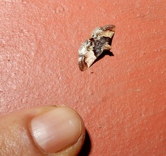 Pyralis pictalis
