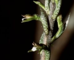 Cyclopogon cranichoides