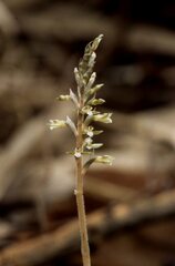 Cyclopogon cranichoides