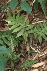 Cyclopogon cranichoides