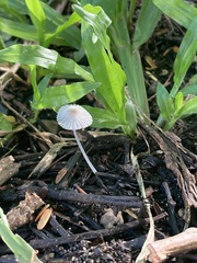 Setulosi