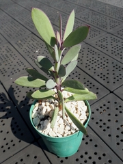Senecio crassissimus