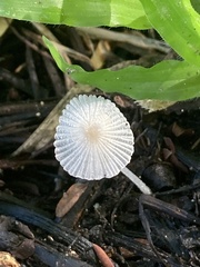 Setulosi