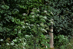 Anthriscus caucalis