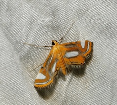 Agassiziella