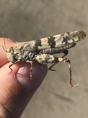 Trimerotropis saxatilis