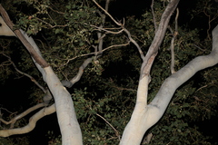 Eucalyptus platyphylla