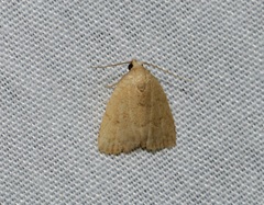 Anachrostis