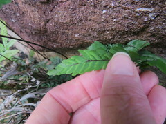 Adiantum hispidulum hypoglaucum