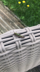 Omocestus