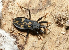 Leogorrus litura