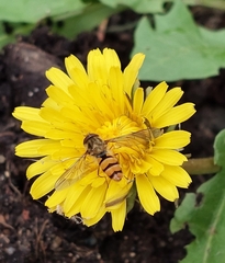 Eupeodes latifasciatus