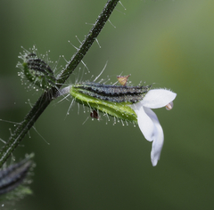 Salvia podadena