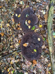 Phaeolus