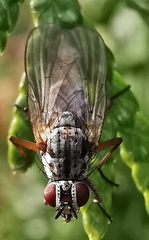 Anthomyiidae