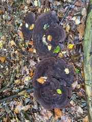 Phaeolus