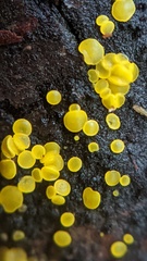 Calycina