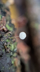 Mycena tenerrima