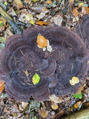 Phaeolus