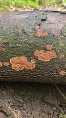 Phlebia radiata
