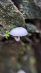 Mycena pseudocorticola