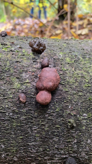 Daldinia concentrica